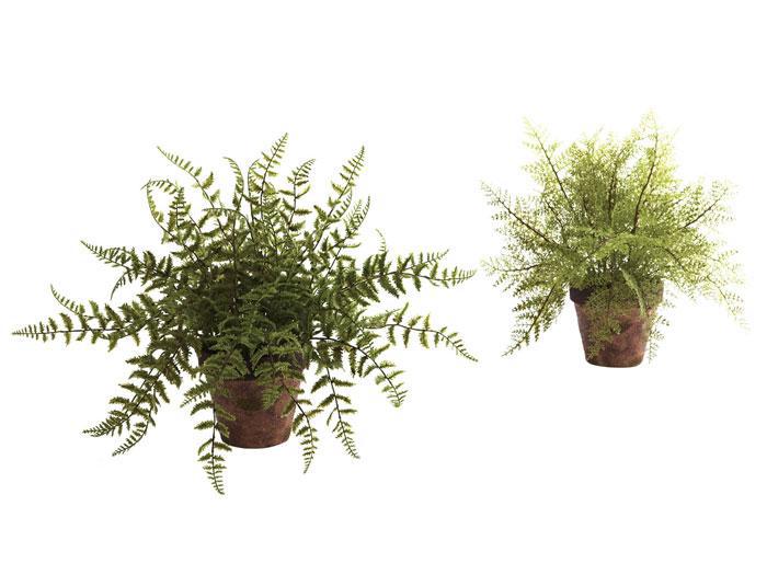 Fern with Decorative Planter,NNI